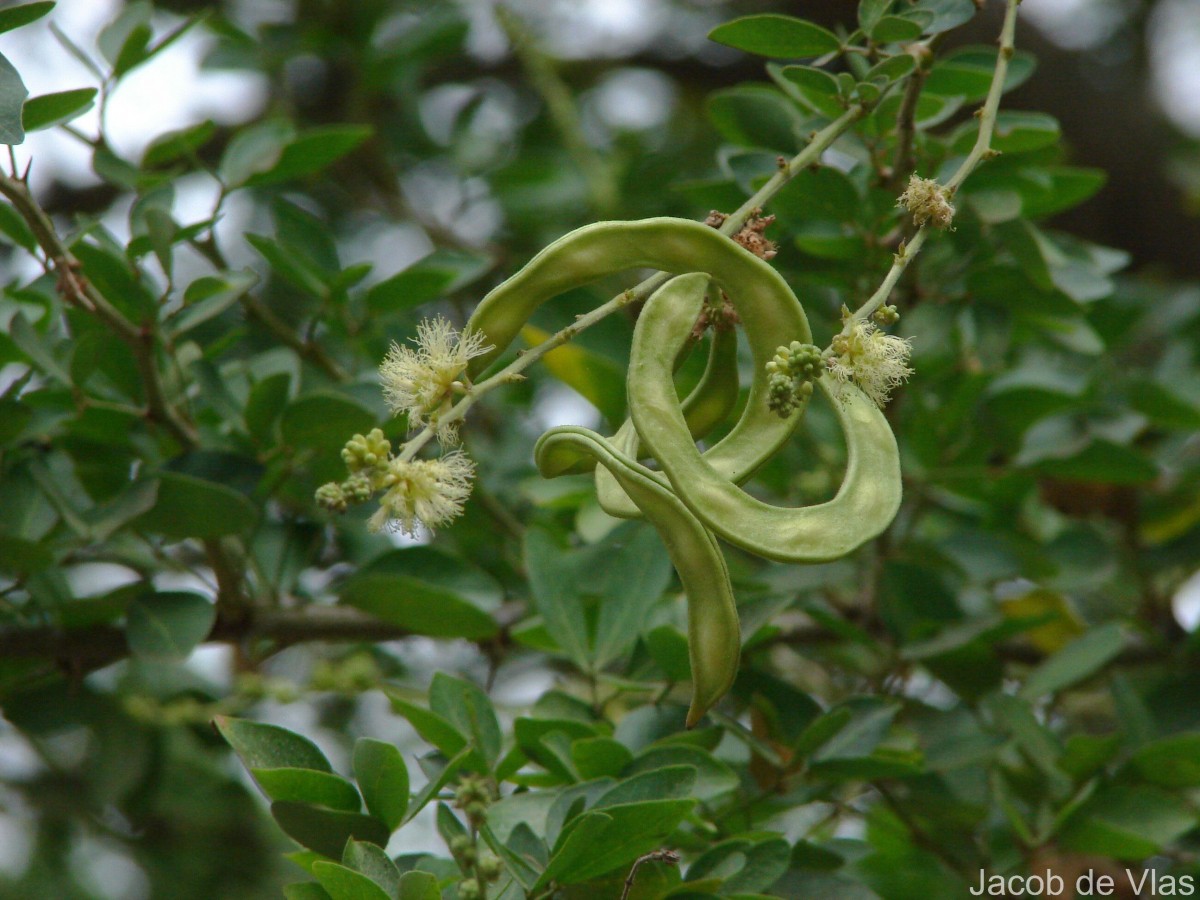 Pithecellobium dulce (Roxb.) Benth.